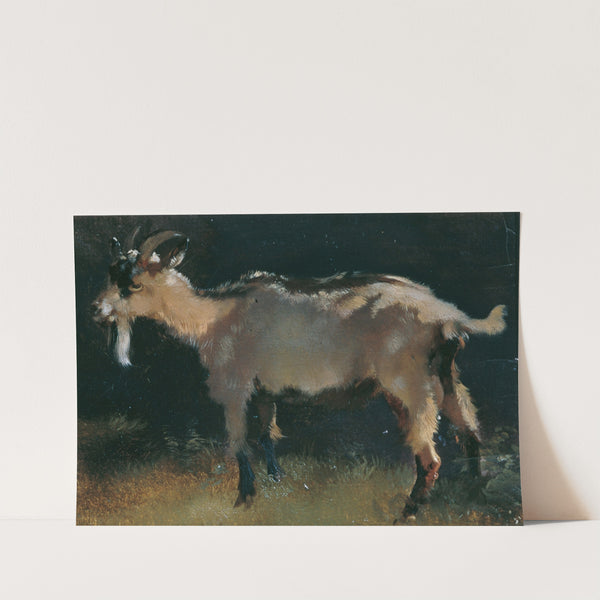 Ziege by Anton Schrödl