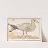 Zilvermeeuw (Larus argentatus) (1596-1610) by Anselmus Boëtius de Boodt