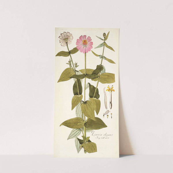 Zinnia elegans by Nikolaus Joseph Freiherr von Jacquin