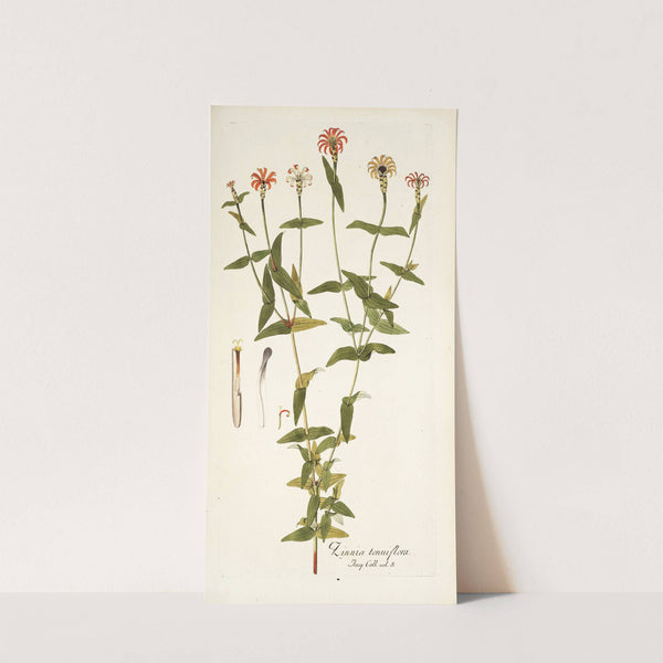 Zinnia tenuiflora by Nikolaus Joseph Freiherr von Jacquin