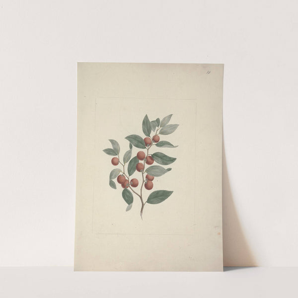 Ziziphus abyssinica A. Rich. (Ethiopian Christ-Thorn) by Luigi Balugani