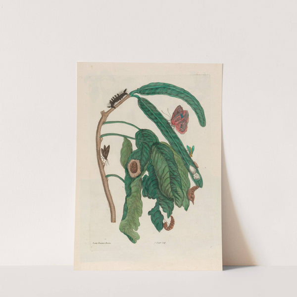 Zoete Boonen-Boom (1719) by Maria Sibylla Merian