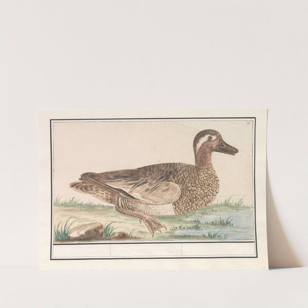 Zomertaling (Anas querquedula) (1596-1610) by Anselmus Boëtius de Boodt