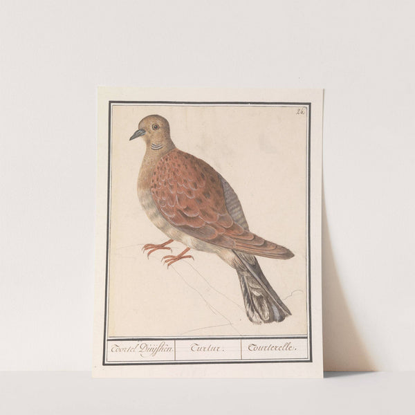 Zomertortel (Streptopelia turtur) (1596-1610) by Anselmus Boëtius de Boodt