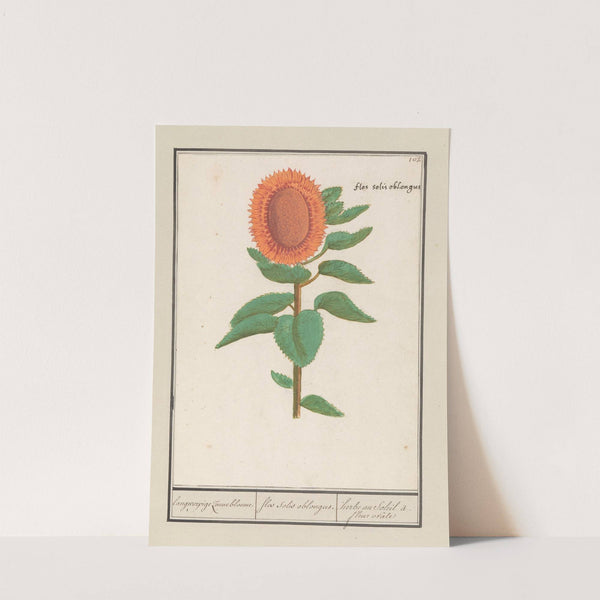 Zonnebloem (Helianthus annuus) langworpige Zonnebloeme. flos solis oblongus. herbe au Soleil à. fleur ovâle. (1596-1610) by Anselmus Boëtius de Boodt