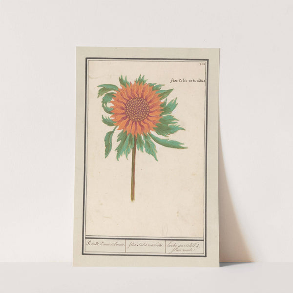 Zonnebloem (Helianthus annuus) Ronde Zonne Bloeme. Flos solis rotondus. herbe au soleil à. fleur ronde. (1596-1610) by Anselmus Boëtius de Boodt