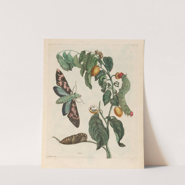 Zursak (1719) by Maria Sibylla Merian