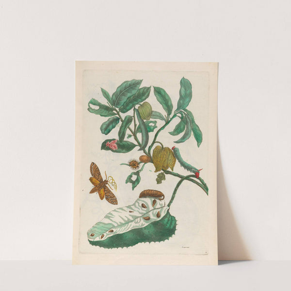 Zuursak (1719) by Maria Sibylla Merian