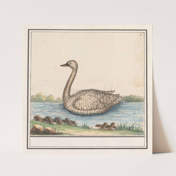 Zwaan (Cygnus) (1596-1610) by Anselmus Boëtius de Boodt