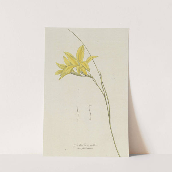 Zwaardlelie (Gladiolus carinatus Aiton) by Hendrik Schwegman