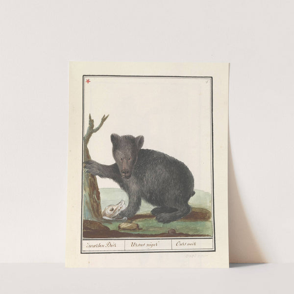 Zwarte beer (Ursus) Zwarten Beir Ursus niger Ours noir (1596-1610) by Anselmus Boëtius de Boodt