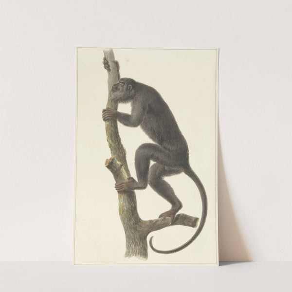 Zwarte brulaap (Paraguay) by Pieter Pietersz. Barbiers