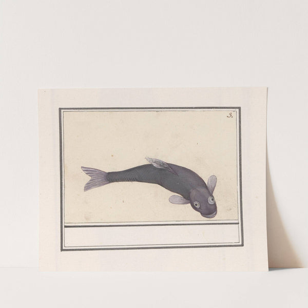 Zwarte karper (Cyprinus carpio carpio) (1596-1610) by Anselmus Boëtius de Boodt