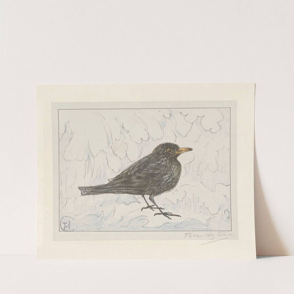 Zwarte lijster by Theo van Hoytema