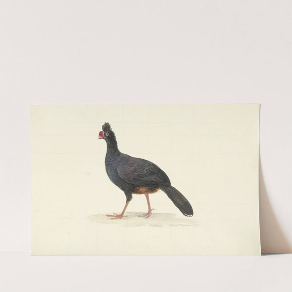 Zwarte loopvogel met korte dikke rode snavel by Circle of François Levaillant