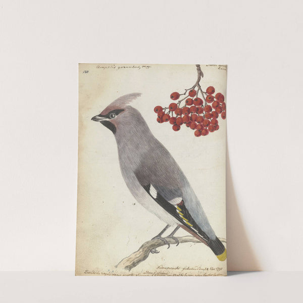 Zweedse vogel by Jan Brandes