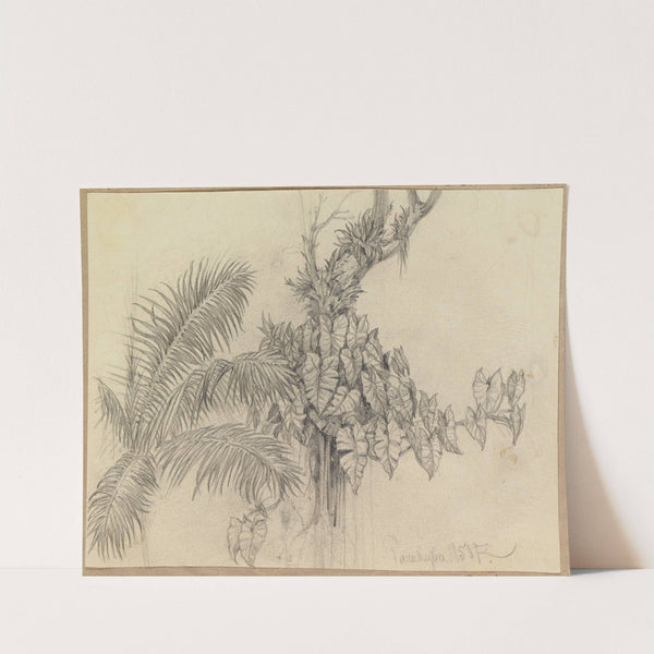 Zwei Pflanzenstudien; Palme und Schlingengewächs mit Kakteen an einem Ast (1858) by Ferdinand Keller