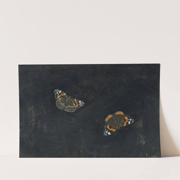 Zwei Schmetterlinge by Giovanna Garzoni