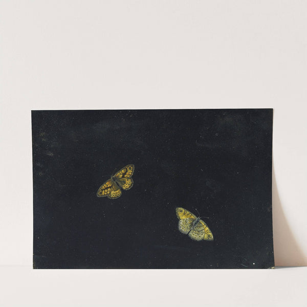 Zwei Schmetterlinge by Giovanna Garzoni