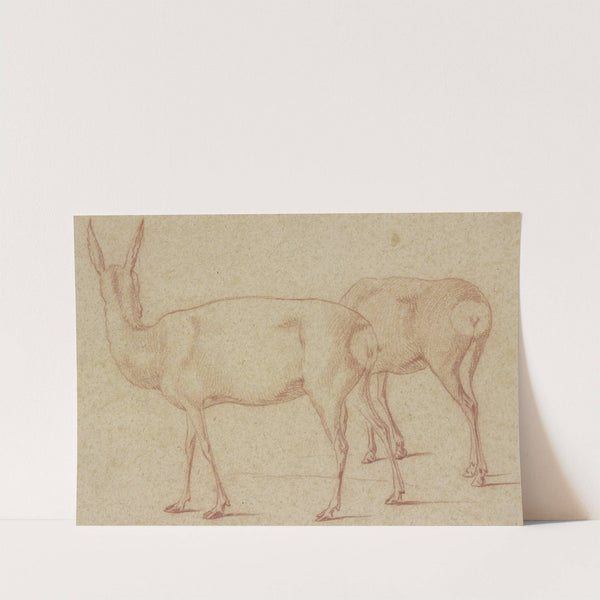 Zwei stehende Rehe nach links by Georg Philipp Rugendas the Elder