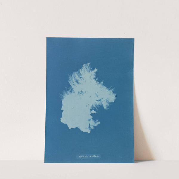 Zygnema curvatum by Anna Atkins