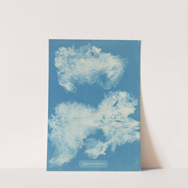 Zygnema deciminum by Anna Atkins