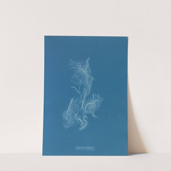 Zygnema nitidum by Anna Atkins