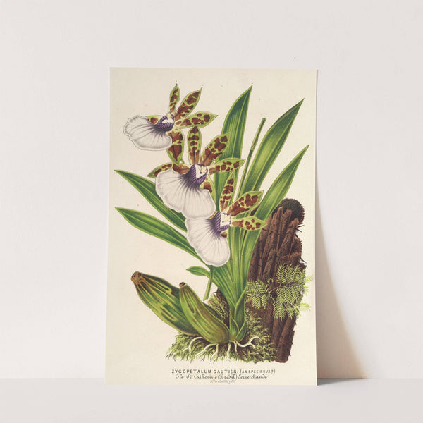 Zygopetalum Gautieri by Charles Antoine Lemaire