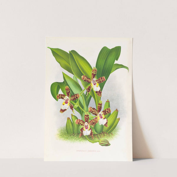 Zygopetalum jorisianum by Jean Jules Linden