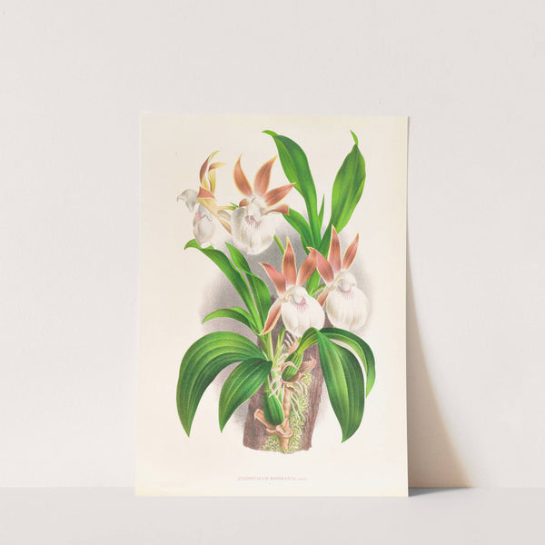 Zygopetalum rostratum by Jean Jules Linden