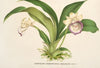 Zygopetalum (§ Warscewiczella) marginatum (1854-1896)