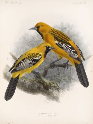 Frederick DuCane Godman art print, Aves Plate 34 from the Biologia Centrali-Americana by J. G. Keulemans: two bright yellow and black orioles perched on a branch.