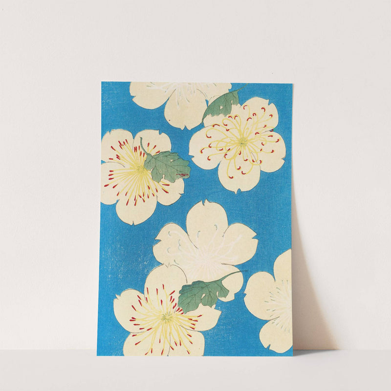 Furuya Kōrin art print, Bijutsukai plate 166: large cream cherry blossoms with feathery yellow and red stamens and a few green leaves on a flat, bright blue background.