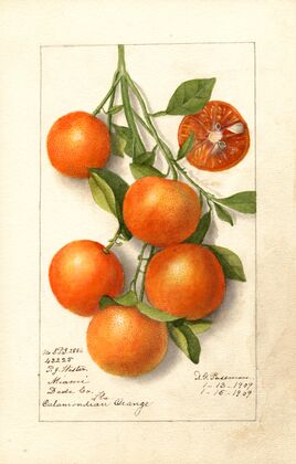Deborah Griscom Passmore art print titled Citrus: Calamondian: a leafy branch hung with small round orange fruit, one of them cut open to show its segments, on cream paper with a handwritten label at the lower left.