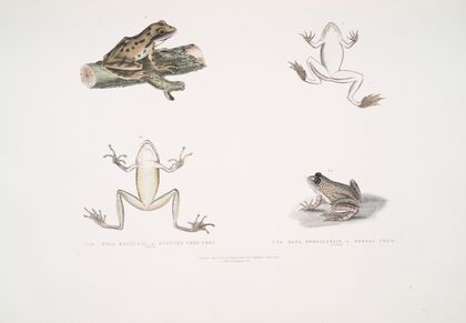 1, 1a. Spotted Tree Frog, Hyla maculata; 2, 2a. Bengal Frog, Rana Bengalensis.