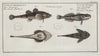 1. 2. Cottus Gobio, The River Bullhead; 3. 4. Cottus Cataphractus, The Armed Bullhead.