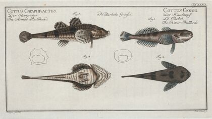 1. 2. Cottus Gobio, The River Bullhead; 3. 4. Cottus Cataphractus, The Armed Bullhead.