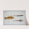 1. 2. Cottus monopterigius; 3. Gobius Plümieri. by Marcus Elieser Bloch