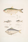 1, 2. Indian Herring, Clupea Indica; 2. High Backed Bristle Herring, Chatoessus altus; 3, 4. Motius Herring, Clupea Motius
