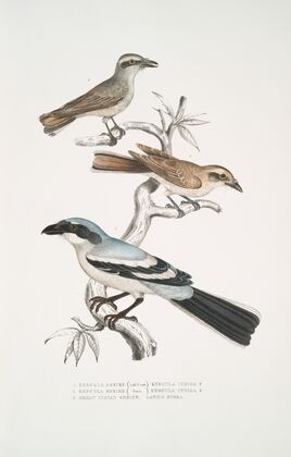 1, 2. Keroula Shrike, Keroula Indica. (1. Male, 2. Female); 3. Great Indian Shrike, Lanius Burra.