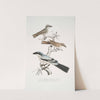 1, 2. Keroula Shrike, Keroula Indica. (1. Male, 2. Female); 3. Great Indian Shrike, Lanius Burra. by John Edward Gray
