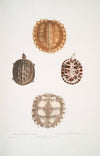 1, 2. Spinose Terrapin, Emys spinosæ; 3, 4. Amborna Box Tortoise, Cistuda amboinensis.
