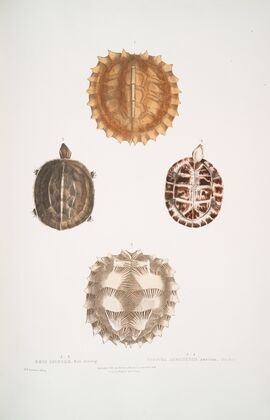 1, 2. Spinose Terrapin, Emys spinosæ; 3, 4. Amborna Box Tortoise, Cistuda amboinensis.
