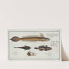 1. 4. Gobius Lanceolatus, The Lancet-Goby; 2. 3. Gobius Niger, The Black Goby. (1785-1797) by Marcus Elieser Bloch