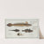 1. 4. Gobius Lanceolatus, The Lancet-Goby; 2. 3. Gobius Niger, The Black Goby. (1785-1797) by Marcus Elieser Bloch