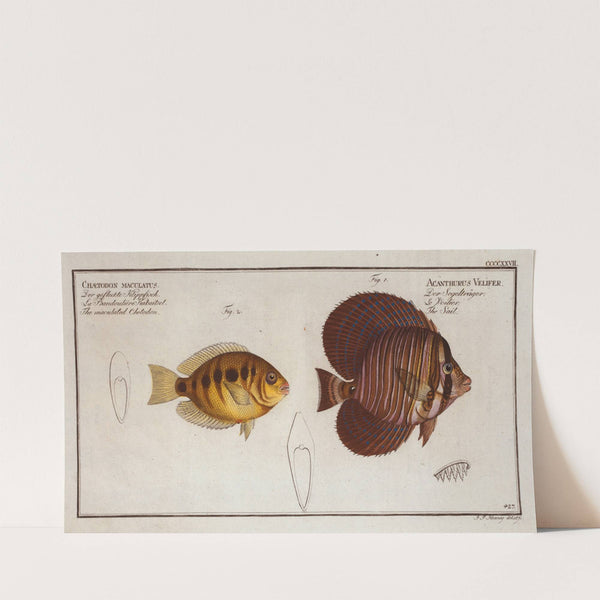 1. Acanthurus Velifer, The Sail; 2. Chaetodon maculatus, The maculated Chetodon. (1785-1797) by Marcus Elieser Bloch