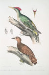 1. Almorah Woodpecker, Picus dimidiatus; 2. Rufus Indian Woodpecker, Picus rufus.