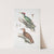 1. Almorah Woodpecker, Picus dimidiatus; 2. Rufus Indian Woodpecker, Picus rufus. by John Edward Gray