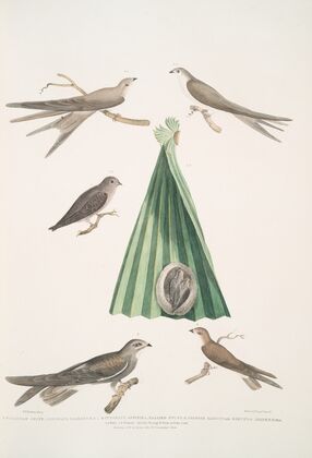 1. Balassian Swift, Cypselus palmarum. 1a. Male, 1b. Female, 1c. Young, 1d. Nest; 2. Allied Swift, Cypselus affinis;