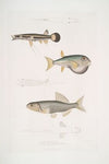 1. Beautiful Diplopterus, Diplopterus pulcher. Natural size ; 2. Smooth-headed Tetraodon, Tetraodon leiopleura. Indian Ocean